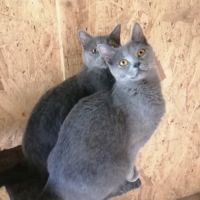 Adorables chatons chartreux loof #2