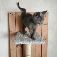 Adorables chatons chartreux loof #3