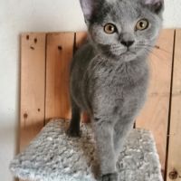 Adorables chatons chartreux loof