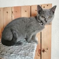 Adorables chatons chartreux loof #6