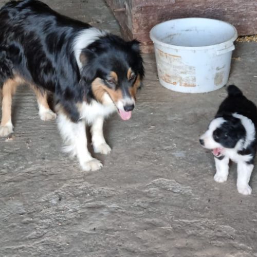 Chiot berger australien croisé border collie #4