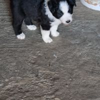 Chiot berger australien croisé border collie #0