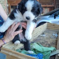 Chiot berger australien croisé border collie #2