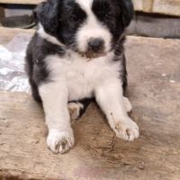 Chiot berger australien croisé border collie #3