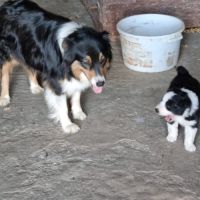 Chiot berger australien croisé border collie #4