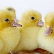 Caneton de barbarie , cane, canard :-) #2