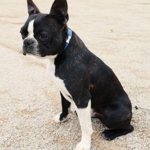 Magnifique petit mâle boston terrier lof #0