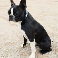 Magnifique petit mâle boston terrier lof