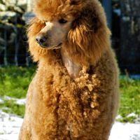 Elevage caniche fauve nain, moyen et grand #7