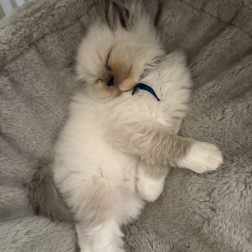 3 petits chatons ragdoll loof #1