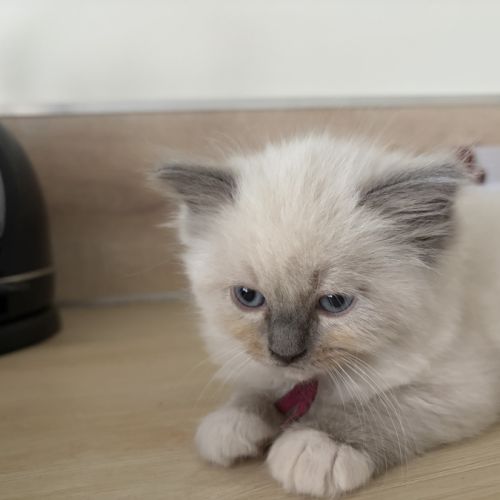 3 petits chatons ragdoll loof #2