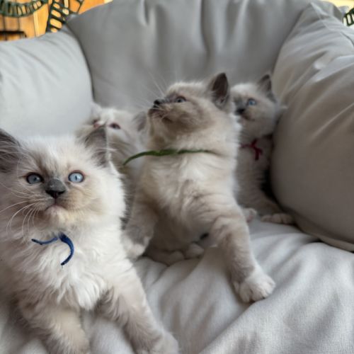 3 petits chatons ragdoll loof #3