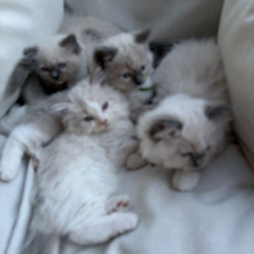 3 petits chatons ragdoll loof