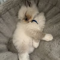 3 petits chatons ragdoll loof #1