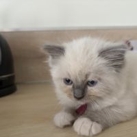 3 petits chatons ragdoll loof #2