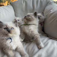 3 petits chatons ragdoll loof #3