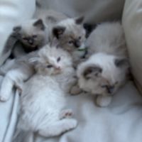 3 petits chatons ragdoll loof #0