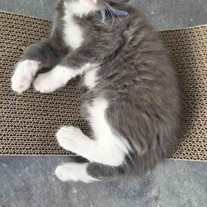 Femelle loof maine coon #2