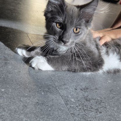 Femelle loof maine coon #5