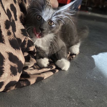Femelle loof maine coon #7