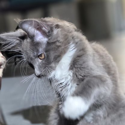 Femelle loof maine coon