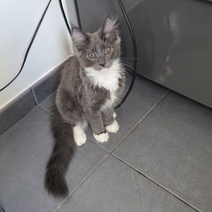 Femelle loof maine coon #9