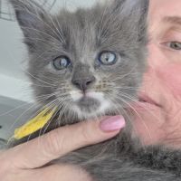 Femelle loof maine coon #1
