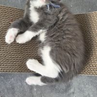 Femelle loof maine coon #2