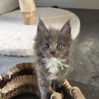 Femelle loof maine coon #3