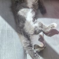 Femelle loof maine coon #4