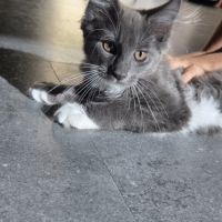 Femelle loof maine coon #5