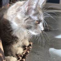 Femelle loof maine coon #6