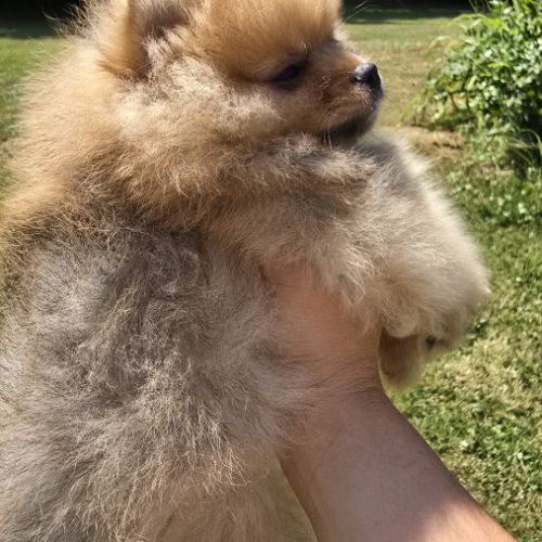 Spitz nain disponible de suite #5