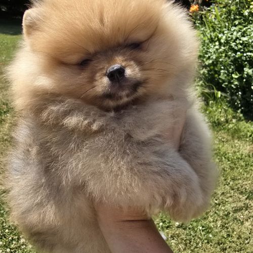 Spitz nain disponible de suite #0