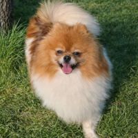 Spitz nain disponible de suite #2