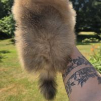 Spitz nain disponible de suite #3