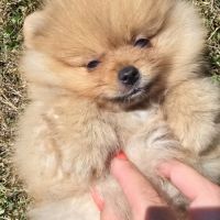 Spitz nain disponible de suite #4
