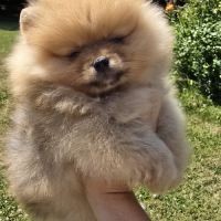 Spitz nain disponible de suite