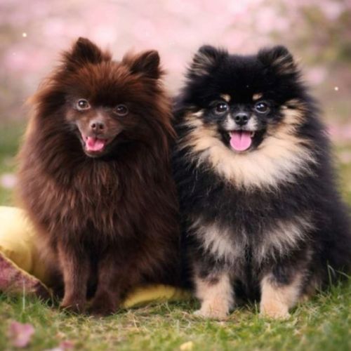 Spitz nain disponible de suite #1