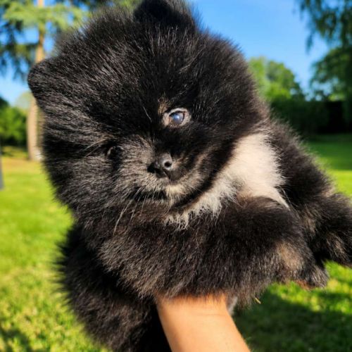 Spitz nain disponible de suite #0
