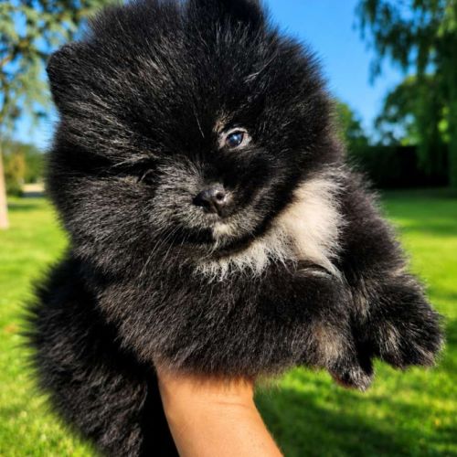 Spitz nain disponible de suite #3