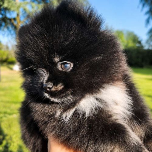 Spitz nain disponible de suite #4