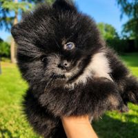 Spitz nain disponible de suite