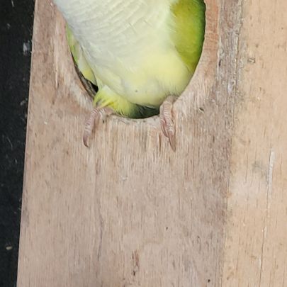 Recherche conure souris