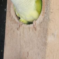 Recherche conure souris