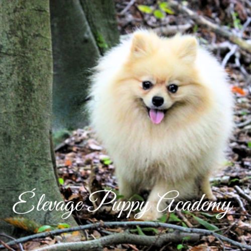 Chiot spitz nain disponible de suite #1