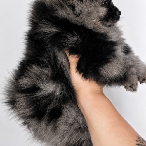 Chiot spitz nain disponible de suite #3