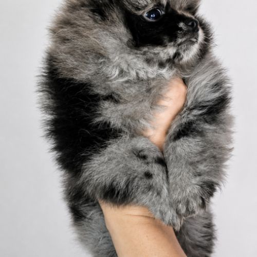 Chiot spitz nain disponible de suite #4