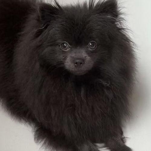 Chiot spitz nain disponible de suite #5