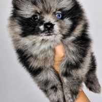 Chiot spitz nain disponible de suite